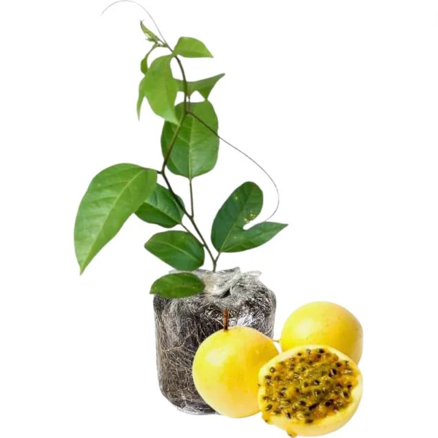 Yellow Passion Fruit Live Starter Plant - 4-6 Inch Tall Vine, Well Rooted Yellow Passion Fruit Live Starter Plant - 4-6 Inch Tall Vine, Well Rooted - Image 2