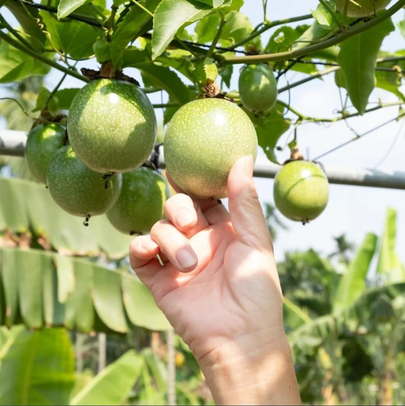 Yellow Passion Fruit Live Starter Plant - 4-6 Inch Tall Vine, Well Rooted Yellow Passion Fruit Live Starter Plant - 4-6 Inch Tall Vine, Well Rooted - Image 4
