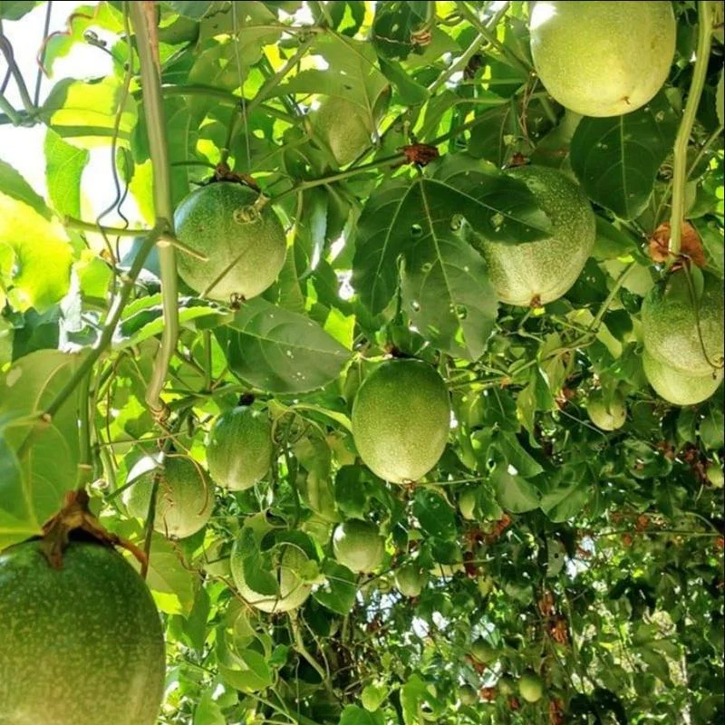 Yellow Passion Fruit Live Starter Plant - 4-6 Inch Tall Vine, Well Rooted Yellow Passion Fruit Live Starter Plant - 4-6 Inch Tall Vine, Well Rooted - Image 7