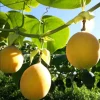 Yellow Passion Fruit Live Starter Plant - 4-6 Inch Tall Vine, Well Rooted Yellow Passion Fruit Live Starter Plant - 4-6 Inch Tall Vine, Well Rooted - Image 1