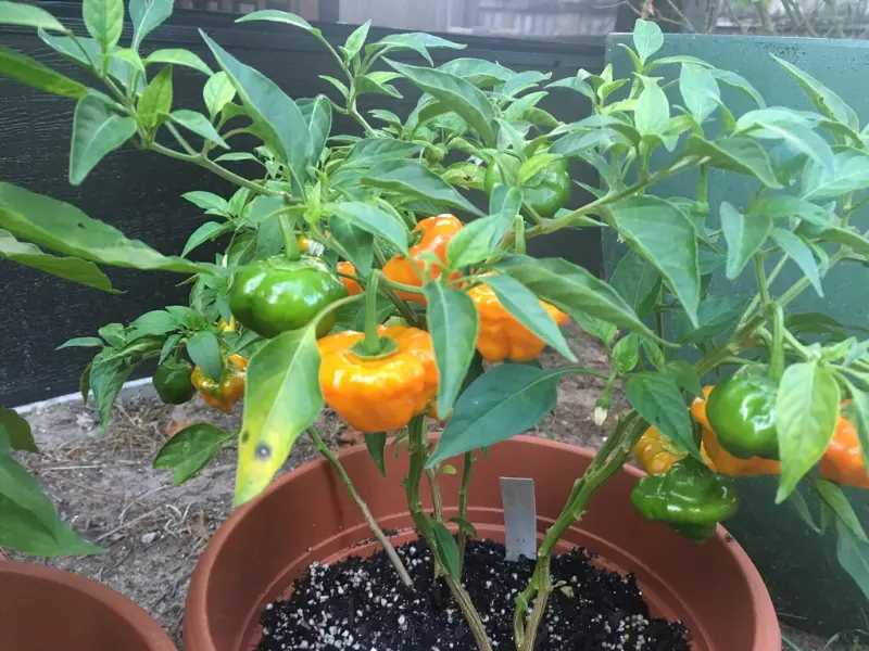 yellow scotch bonnet peppers in pot