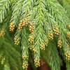 Yoshino Japanese Cedar Live Tree - 6-10" Tall, 1 Quart Pot - Outdoor Evergreen - Image 1