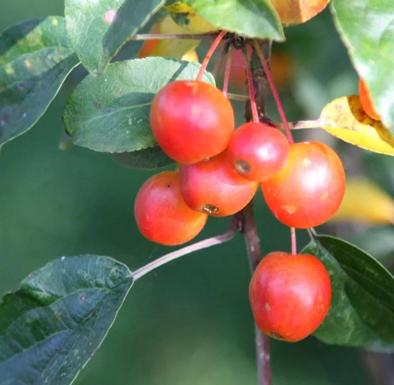 Zumi Crabapple Tree Live Plant, 4-Pack, 6-12" Tall, Yellow Red Crabapples, Outdoor - Image 1