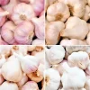 0.5 lb Garlic Cloves for Planting - Hardneck Allium Sativum Bulbs - Image 1