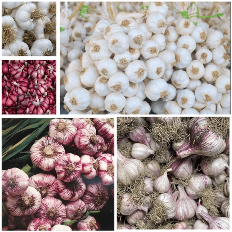 0.5 Lb Mixed Hardneck Garlic Bulbs - Ready to Grow for Culinary Use - Image 1