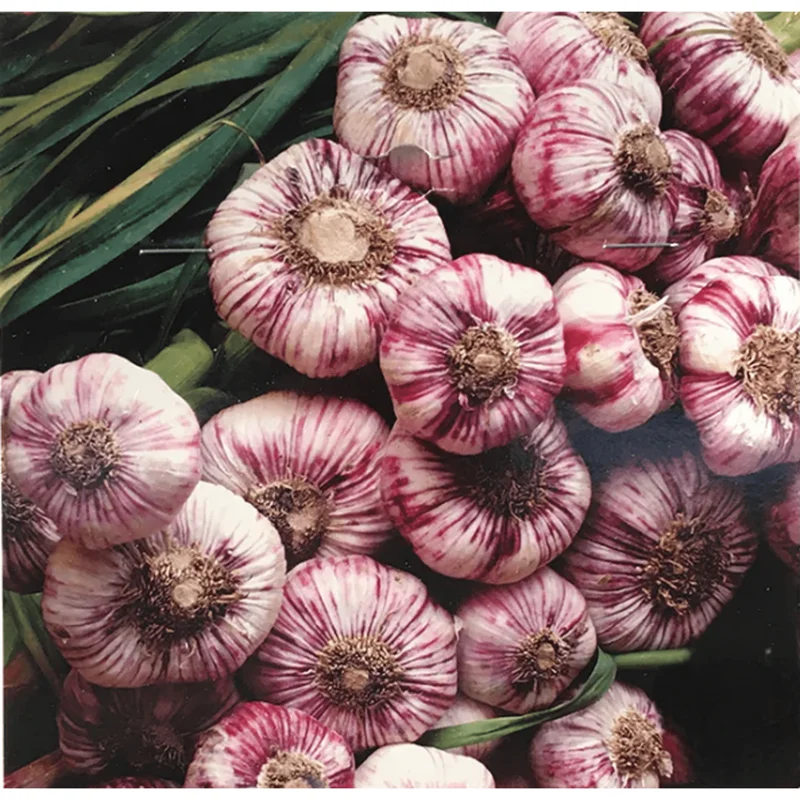 1 Lb Mixed Hardneck Garlic Bulbs for Planting - Ready to Grow Tubers - Image 2