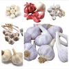 1 Lb Mixed Hardneck Garlic Bulbs for Planting - Ready to Grow Tubers - Image 1