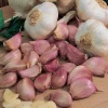 1 Pound French Mix Garlic Bulbs - Ready for Planting & Culinary Use - Image 1