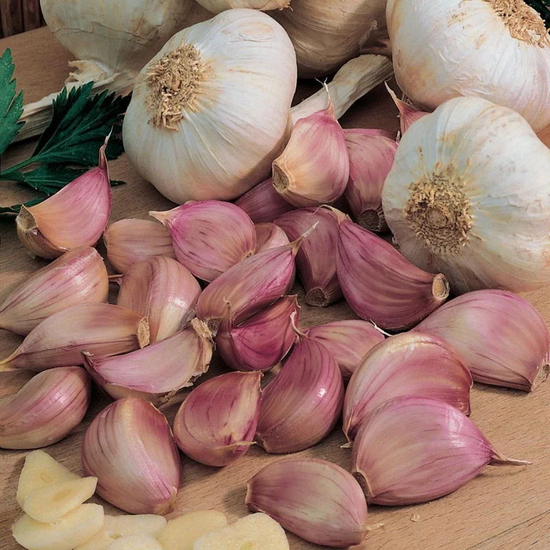 1 Pound French Mix Garlic Bulbs - Ready for Planting & Culinary Use - Image 1
