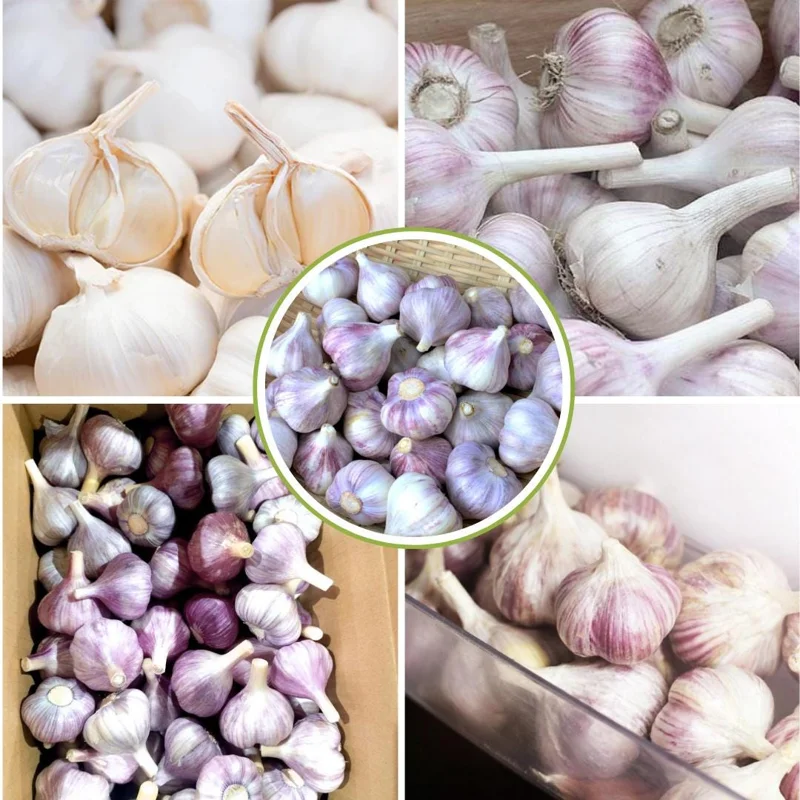 1 Pound French Mix Garlic Bulbs - Ready for Planting & Culinary Use 1 Pound French Mix Garlic Bulbs - Ready for Planting & Culinary Use - Image 5