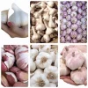 1 Pound Garlic Cloves for Planting - Allium sativum - Mixcolor Bulbs 1 Pound Garlic Cloves for Planting - Allium sativum - Mixcolor Bulbs - Image 1