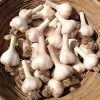 1 Pound German Garlic Bulbs for Planting and Gardening, Hardneck Garlic Tubers, Heirloom White Garlic Bulbs - Image 1