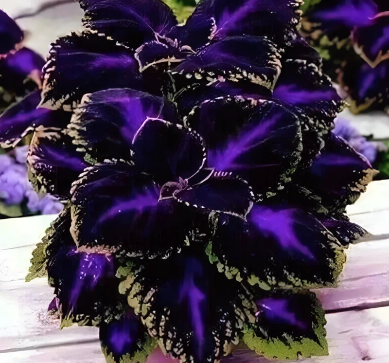 10+ Black Purple Coleus Seeds – Bold Foliage Plant – Easy-to-Grow for Garden 10+ Black Purple Coleus Seeds – Bold Foliage Plant – Easy-to-Grow for Garden - Image 7