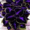 10+ Black Purple Coleus Seeds – Bold Foliage Plant – Easy-to-Grow for Garden - Image 1