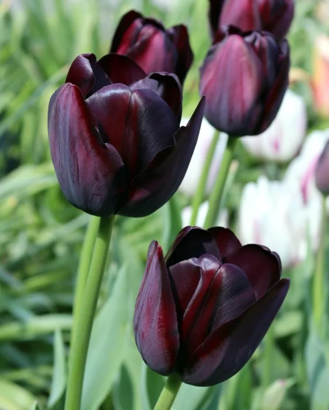10 Black Queen Tulip Bulbs - Deep Purple to Black Flowers Perennial 10 Black Queen Tulip Bulbs - Deep Purple to Black Flowers Perennial - Image 2