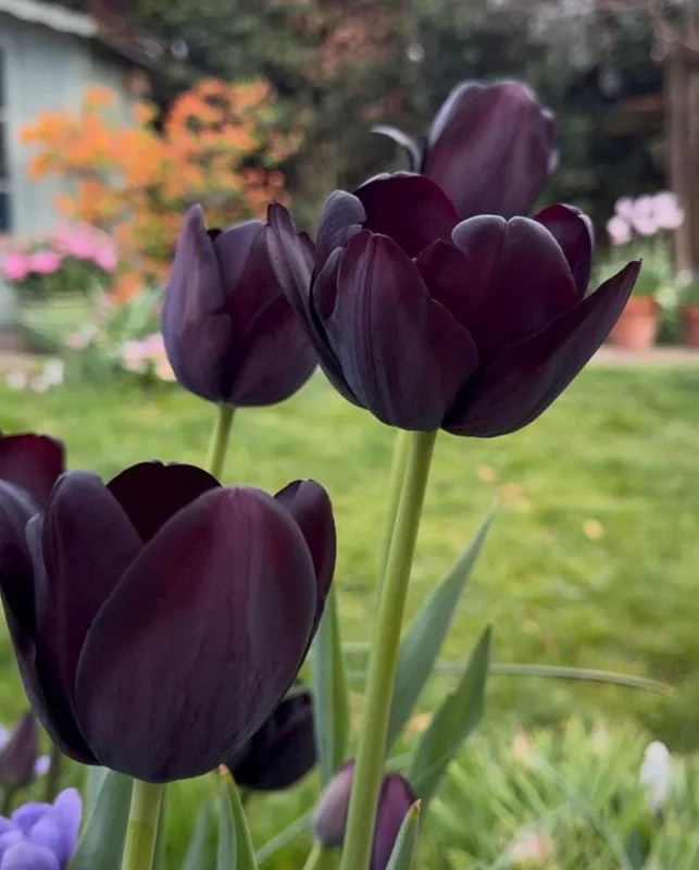 10 Black Queen Tulip Bulbs - Deep Purple to Black Flowers Perennial 10 Black Queen Tulip Bulbs - Deep Purple to Black Flowers Perennial - Image 3