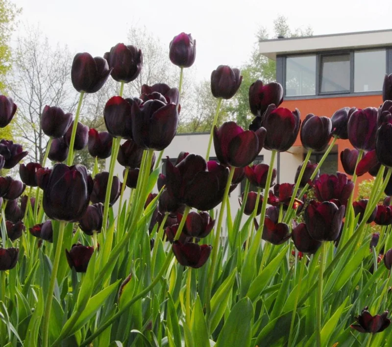 10 Black Queen Tulip Bulbs - Deep Purple to Black Flowers Perennial 10 Black Queen Tulip Bulbs - Deep Purple to Black Flowers Perennial - Image 4