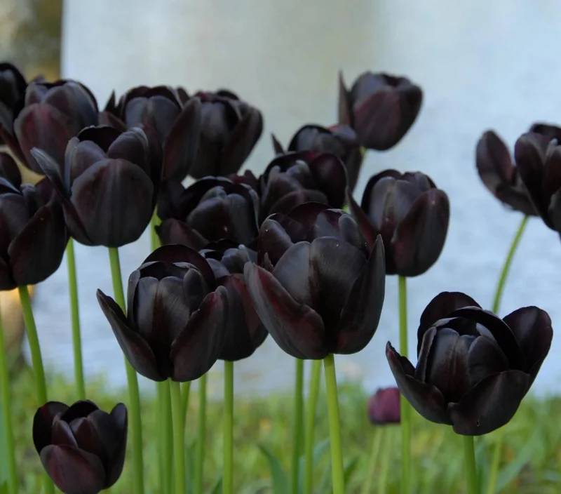 10 Black Queen Tulip Bulbs - Deep Purple to Black Flowers Perennial 10 Black Queen Tulip Bulbs - Deep Purple to Black Flowers Perennial - Image 5