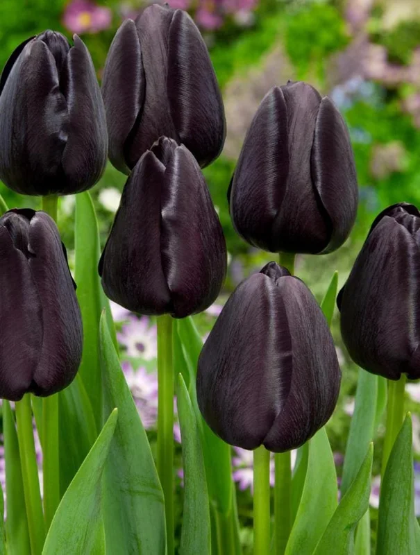 10 Black Queen Tulip Bulbs - Deep Purple to Black Flowers Perennial 10 Black Queen Tulip Bulbs - Deep Purple to Black Flowers Perennial - Image 6