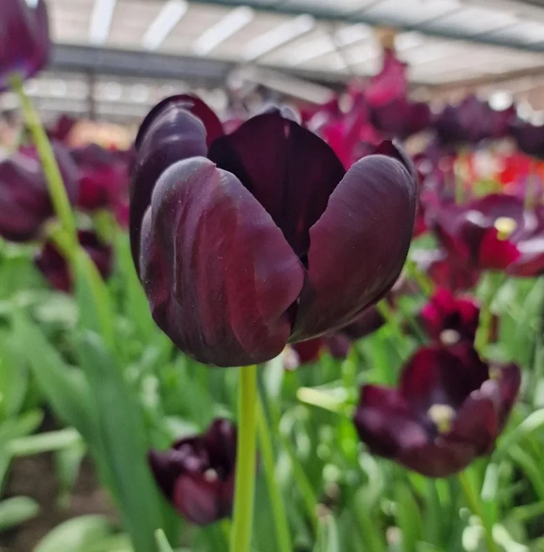 10 Black Queen Tulip Bulbs - Deep Purple to Black Flowers Perennial 10 Black Queen Tulip Bulbs - Deep Purple to Black Flowers Perennial - Image 7