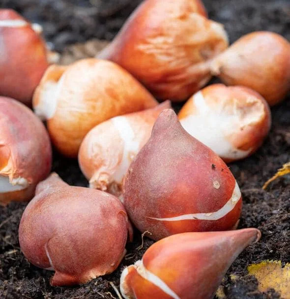 10 Black Queen Tulip Bulbs - Deep Purple to Black Flowers Perennial 10 Black Queen Tulip Bulbs - Deep Purple to Black Flowers Perennial - Image 8