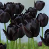 10 Black Queen Tulip Bulbs - Deep Purple to Black Flowers Perennial 10 Black Queen Tulip Bulbs - Deep Purple to Black Flowers Perennial - Image 1