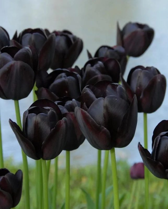 10 Black Queen Tulip Bulbs - Deep Purple to Black Flowers Perennial 10 Black Queen Tulip Bulbs - Deep Purple to Black Flowers Perennial - Image 1