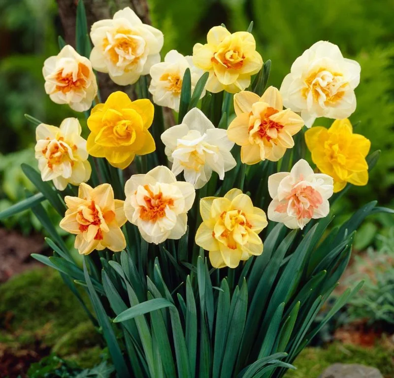 10 Double Daffodil Mix Bulbs - Perennial Narcissus Flowers for Garden Planting 10 Double Daffodil Mix Bulbs - Perennial Narcissus Flowers for Garden Planting - Image 2