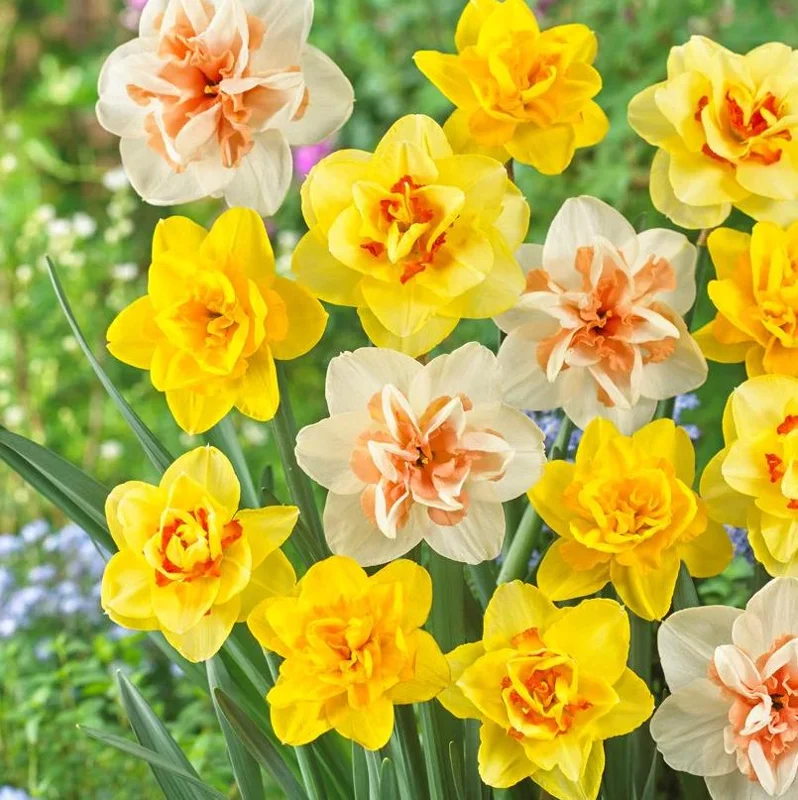 10 Double Daffodil Mix Bulbs - Perennial Narcissus Flowers for Garden Planting 10 Double Daffodil Mix Bulbs - Perennial Narcissus Flowers for Garden Planting - Image 3
