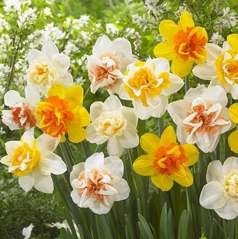 10 Double Daffodil Mix Bulbs - Perennial Narcissus Flowers for Garden Planting 10 Double Daffodil Mix Bulbs - Perennial Narcissus Flowers for Garden Planting - Image 5