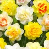 10 Double Daffodil Mix Bulbs - Perennial Narcissus Flowers for Garden Planting - Image 1