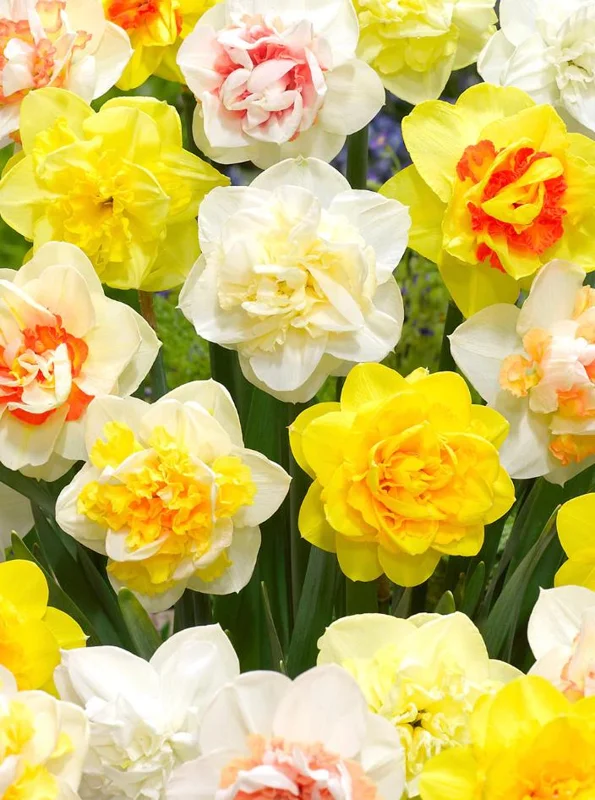 10 Double Daffodil Mix Bulbs - Perennial Narcissus Flowers for Garden Planting 10 Double Daffodil Mix Bulbs - Perennial Narcissus Flowers for Garden Planting - Image 1