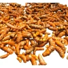 10 Fresh Orange Turmeric Rhizomes - Curcuma Longa for Planting - Image 1