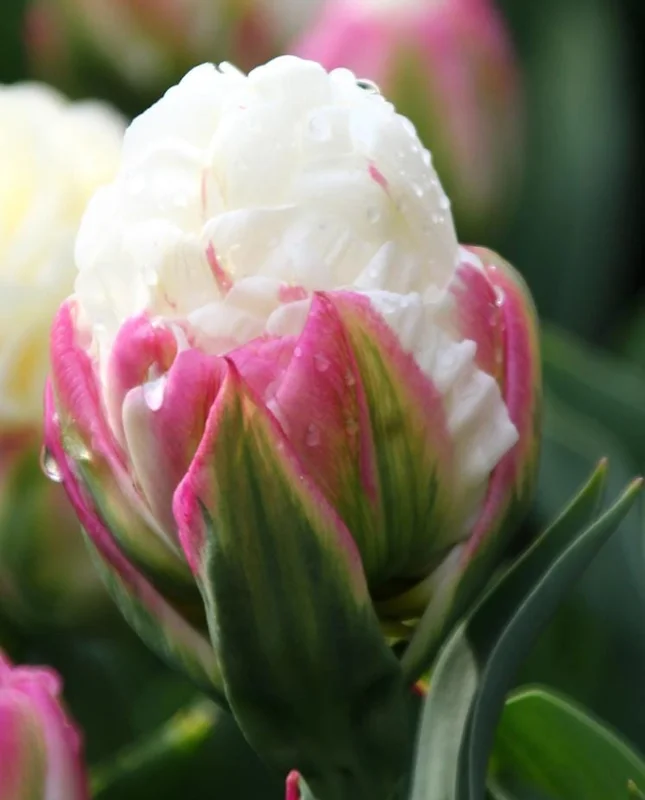 10 Ice Cream Tulip Bulbs - Pink & White Perennial Flowers for Garden 10 Ice Cream Tulip Bulbs - Pink & White Perennial Flowers for Garden - Image 2
