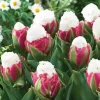 10 Ice Cream Tulip Bulbs - Pink & White Perennial Flowers for Garden - Image 1