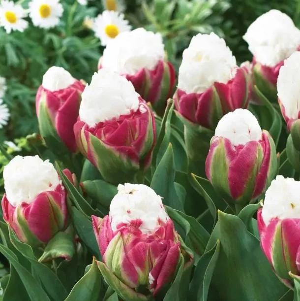 10 Ice Cream Tulip Bulbs - Pink & White Perennial Flowers for Garden 10 Ice Cream Tulip Bulbs - Pink & White Perennial Flowers for Garden - Image 1