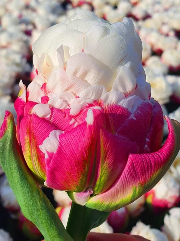 10 Ice Cream Tulip Bulbs - Pink & White Perennial Flowers for Garden 10 Ice Cream Tulip Bulbs - Pink & White Perennial Flowers for Garden - Image 3