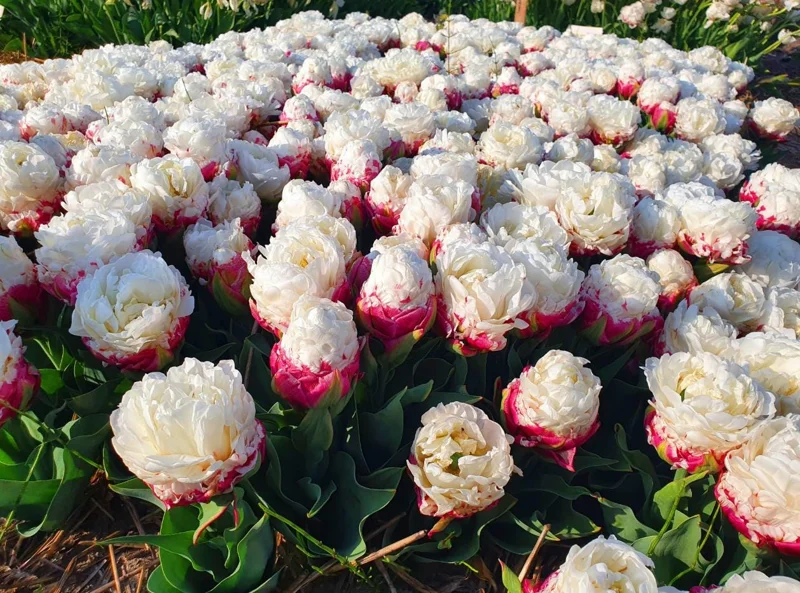 10 Ice Cream Tulip Bulbs - Pink & White Perennial Flowers for Garden 10 Ice Cream Tulip Bulbs - Pink & White Perennial Flowers for Garden - Image 4