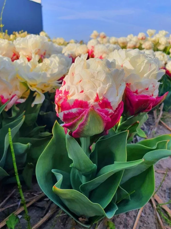 10 Ice Cream Tulip Bulbs - Pink & White Perennial Flowers for Garden 10 Ice Cream Tulip Bulbs - Pink & White Perennial Flowers for Garden - Image 5