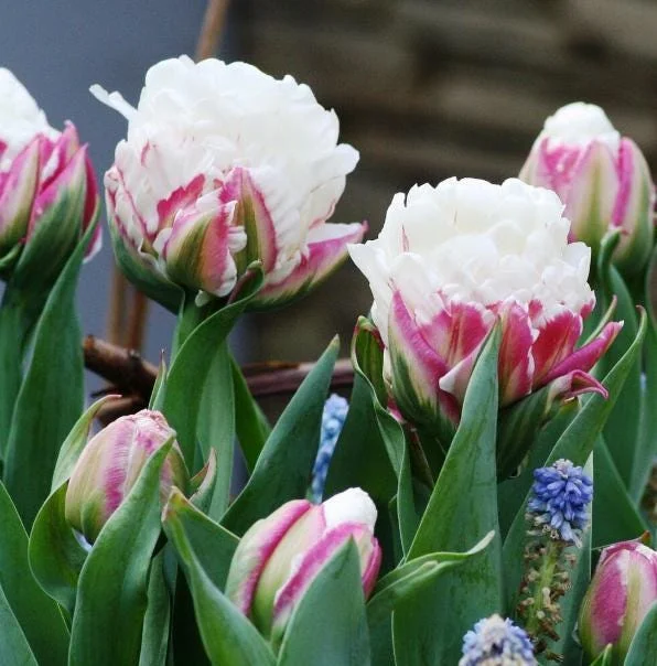 10 Ice Cream Tulip Bulbs - Pink & White Perennial Flowers for Garden 10 Ice Cream Tulip Bulbs - Pink & White Perennial Flowers for Garden - Image 6
