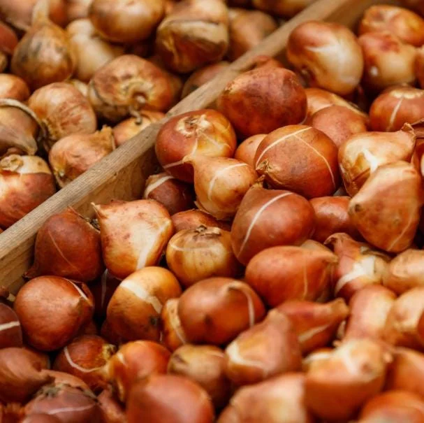 10 Ice Cream Tulip Bulbs - Pink & White Perennial Flowers for Garden 10 Ice Cream Tulip Bulbs - Pink & White Perennial Flowers for Garden - Image 7