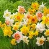10 Mixed Daffodil Bulbs - Random Colors - Spring Blooming Narcissus - Image 1
