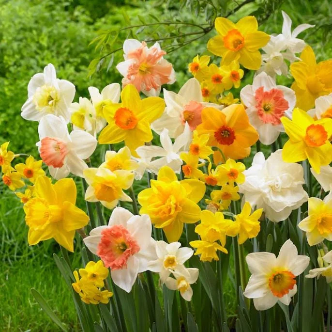 10 Mixed Tulip & Daffodil Bulbs - Spring Blooming Flower Mix for Garden & Containers 10 Mixed Tulip & Daffodil Bulbs - Spring Blooming Flower Mix for Garden & Containers - Image 4