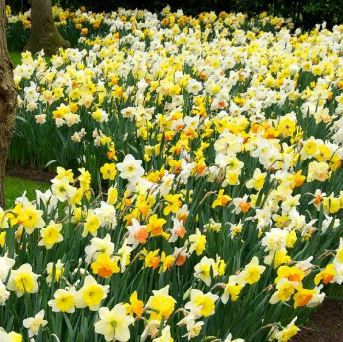 10 Mixed Tulip & Daffodil Bulbs - Spring Blooming Flower Mix for Garden & Containers 10 Mixed Tulip & Daffodil Bulbs - Spring Blooming Flower Mix for Garden & Containers - Image 5