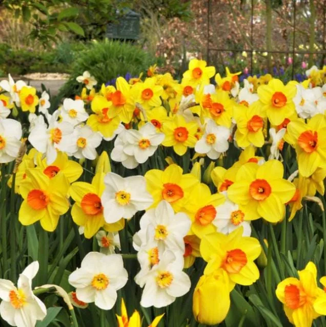 10 Mixed Tulip & Daffodil Bulbs - Spring Blooming Flower Mix for Garden & Containers 10 Mixed Tulip & Daffodil Bulbs - Spring Blooming Flower Mix for Garden & Containers - Image 6