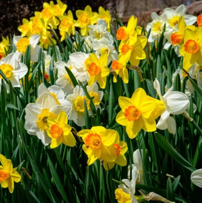 10 Mixed Tulip & Daffodil Bulbs - Spring Blooming Flower Mix for Garden & Containers 10 Mixed Tulip & Daffodil Bulbs - Spring Blooming Flower Mix for Garden & Containers - Image 7