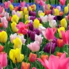 10 Mixed Tulip & Daffodil Bulbs - Spring Blooming Flower Mix for Garden & Containers - Image 1