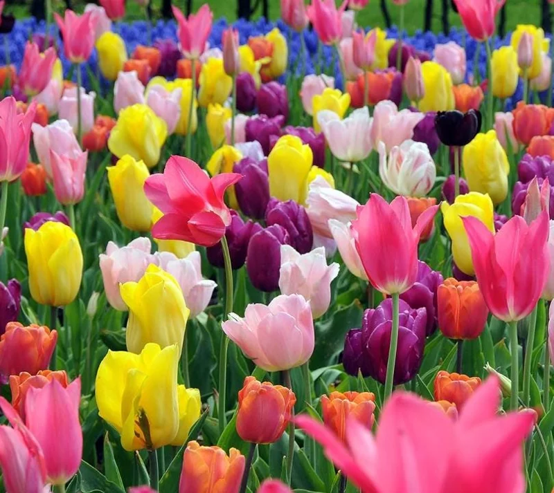 10 Mixed Tulip & Daffodil Bulbs - Spring Blooming Flower Mix for Garden & Containers 10 Mixed Tulip & Daffodil Bulbs - Spring Blooming Flower Mix for Garden & Containers - Image 1