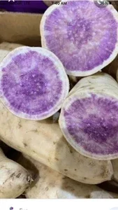 10 Organic Okinawa Purple Sweet Potato Slips - Cuttings Live Plant 10 Organic Okinawa Purple Sweet Potato Slips - Cuttings Live Plant - Image 1