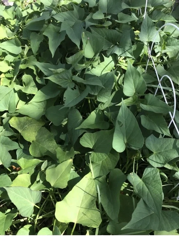 10 Organic Okinawa Purple Sweet Potato Slips - Cuttings Live Plant 10 Organic Okinawa Purple Sweet Potato Slips - Cuttings Live Plant - Image 2